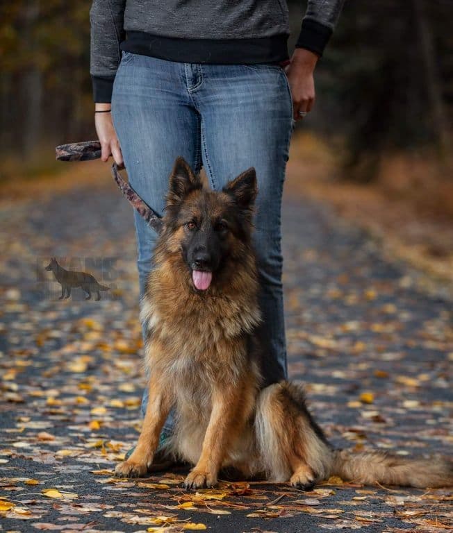 German Shepherd Dog Puppies breeder image 14