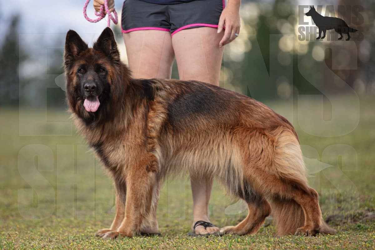 German Shepherd Dog Puppies breeder image 16