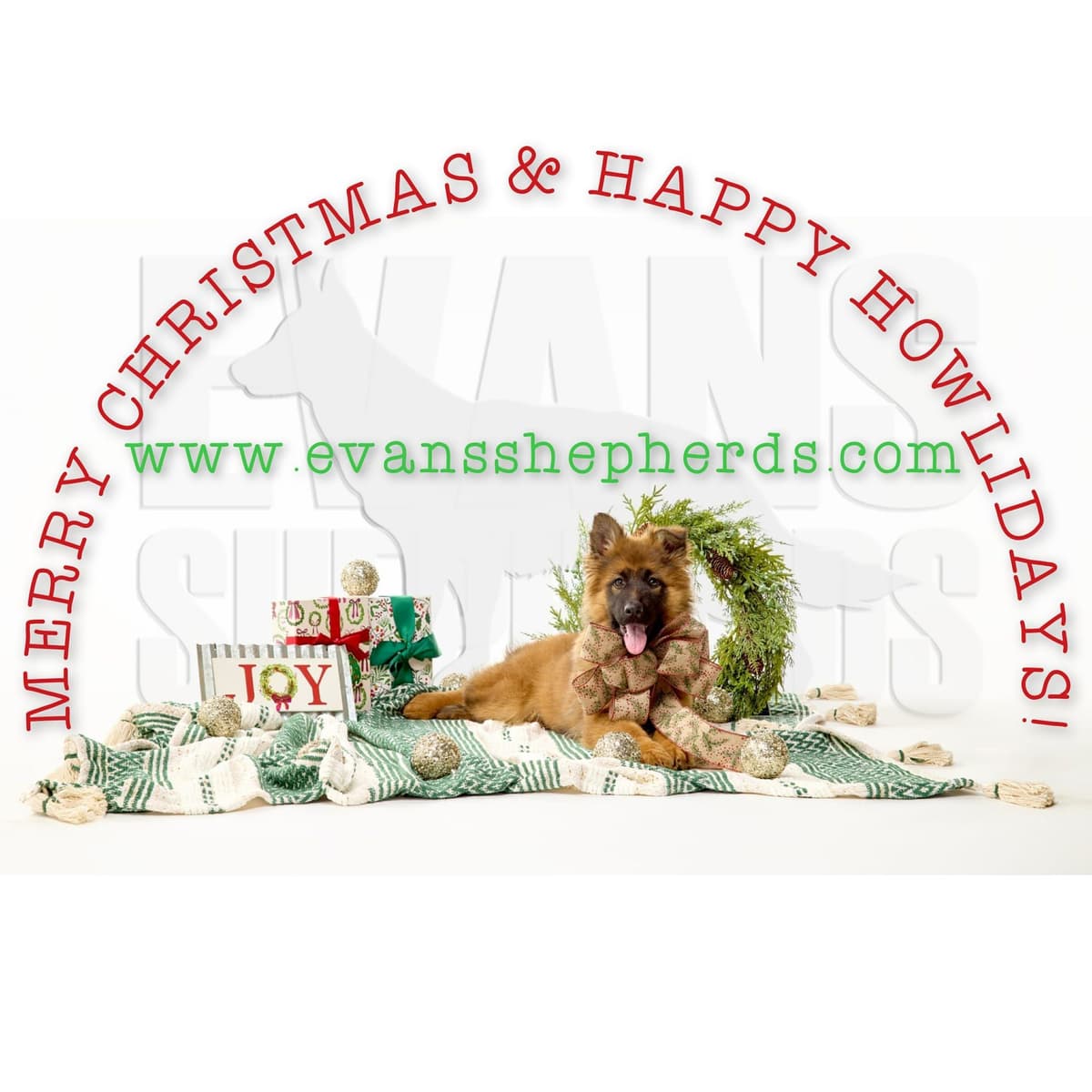German Shepherd Dog Puppies breeder image 17