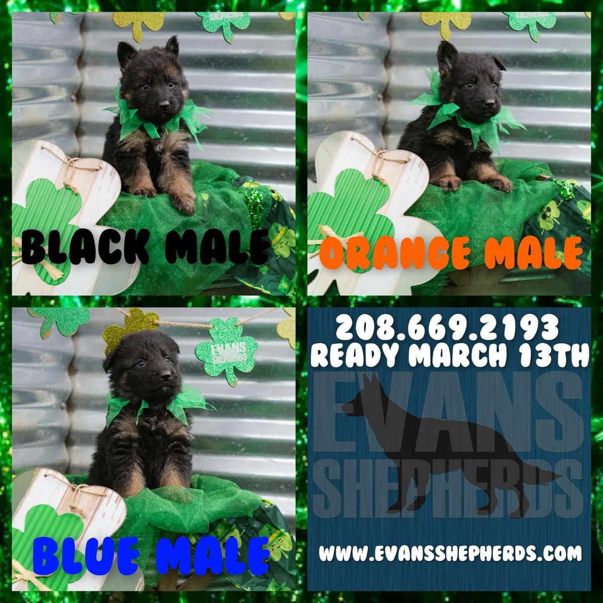 German Shepherd Dog Puppies breeder image 18
