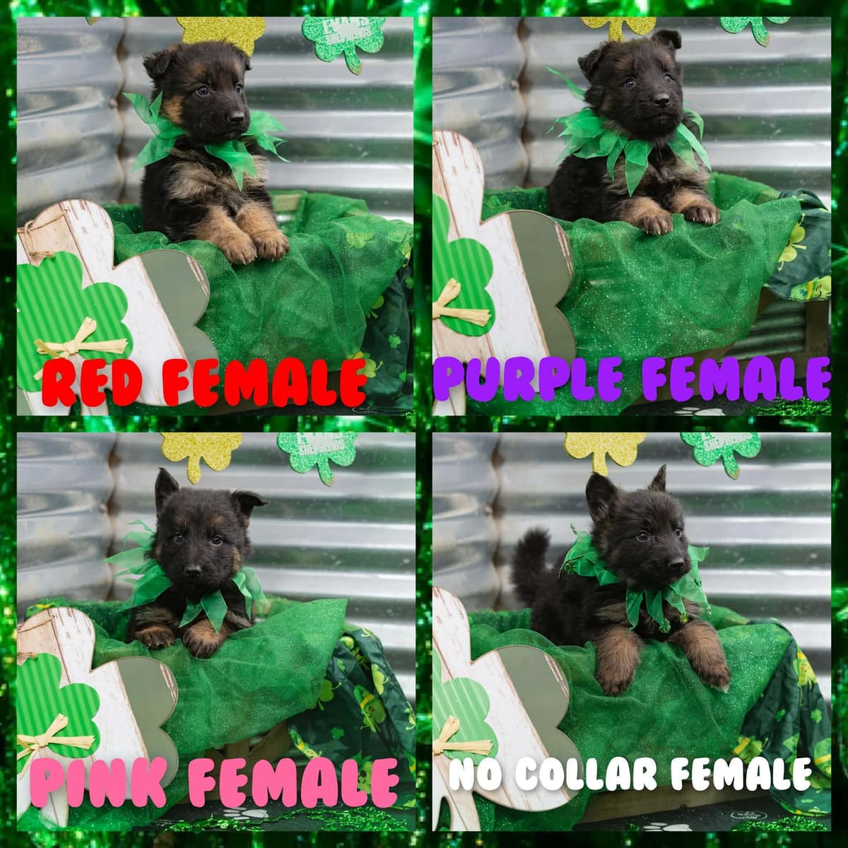 German Shepherd Dog Puppies breeder image 19