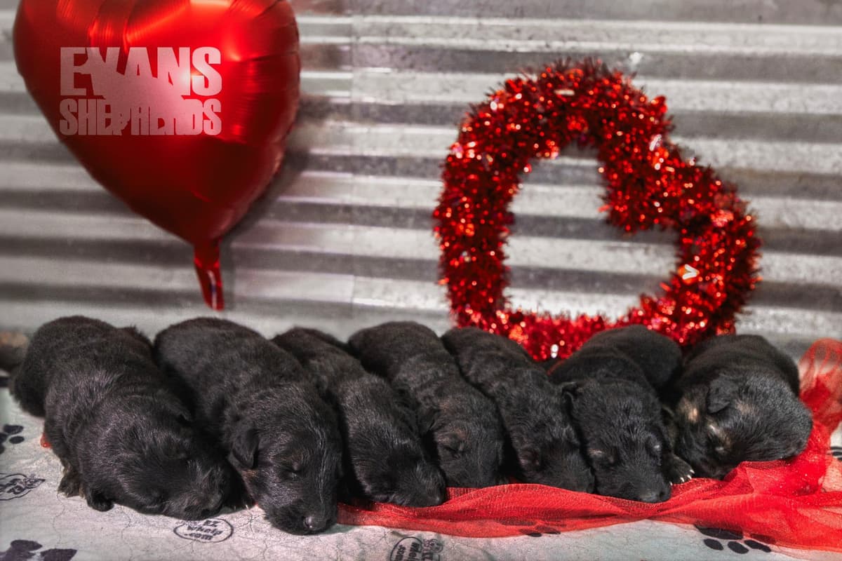 German Shepherd Dog Puppies breeder image 20