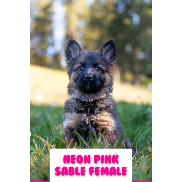 German Shepherd Dog Puppies media 3