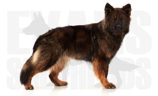 German Shepherd Dog Puppies media 2