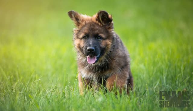 German Shepherd Dog Puppies media 4