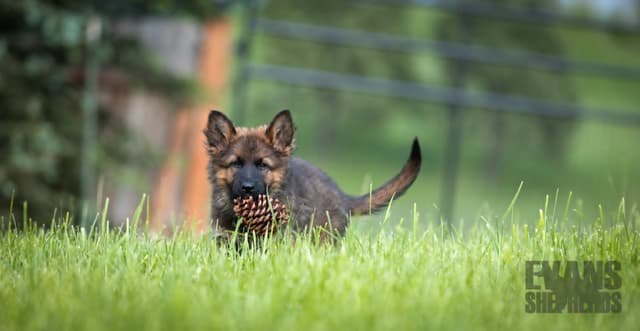 German Shepherd Dog Puppies media 5