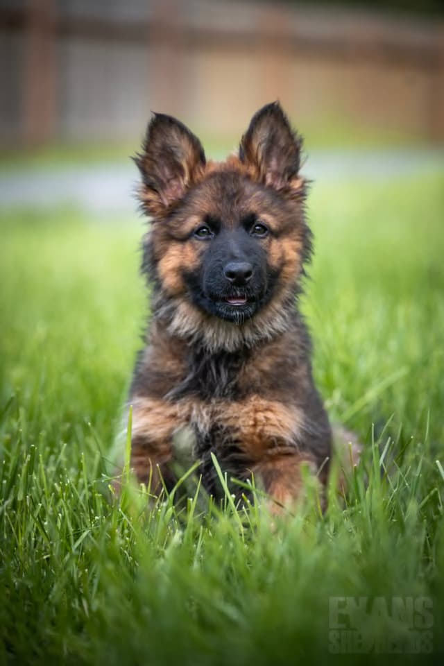 German Shepherd Dog Puppies media 6