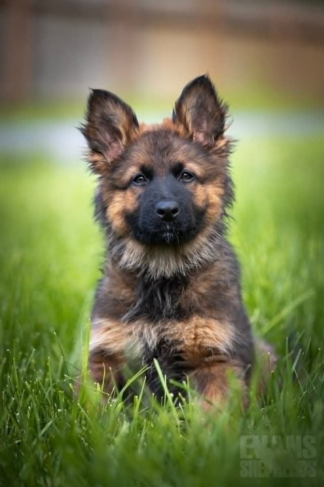 German Shepherd Dog Puppies media 7