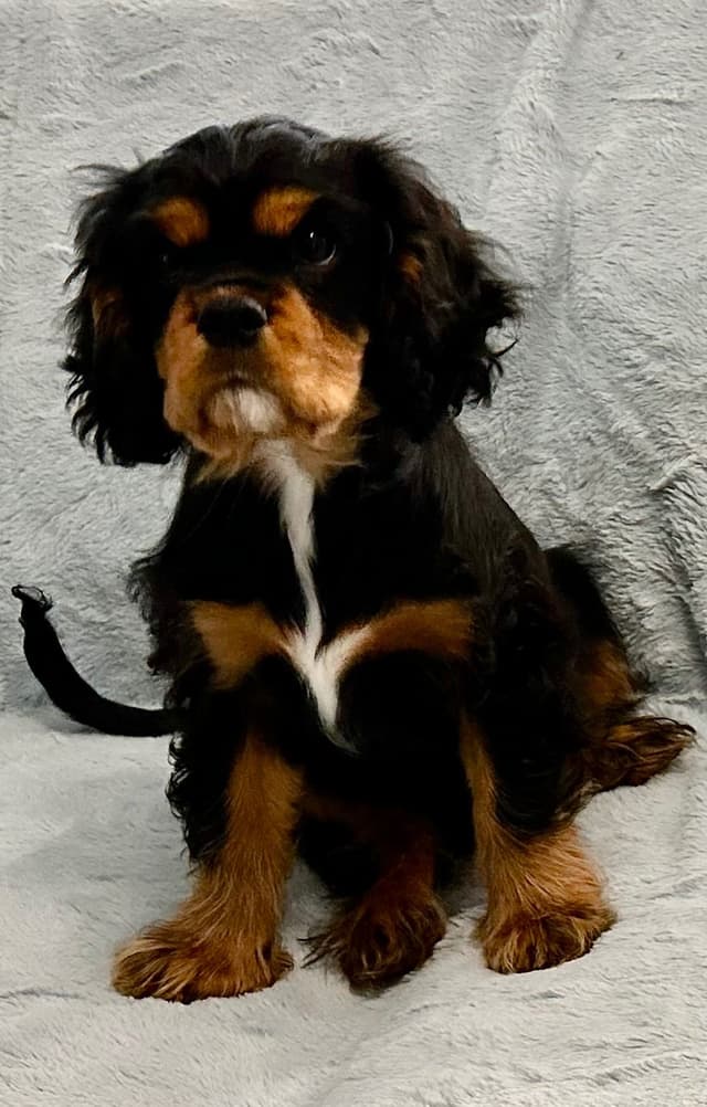 Cavalier King Charles Spaniel Puppies media 2