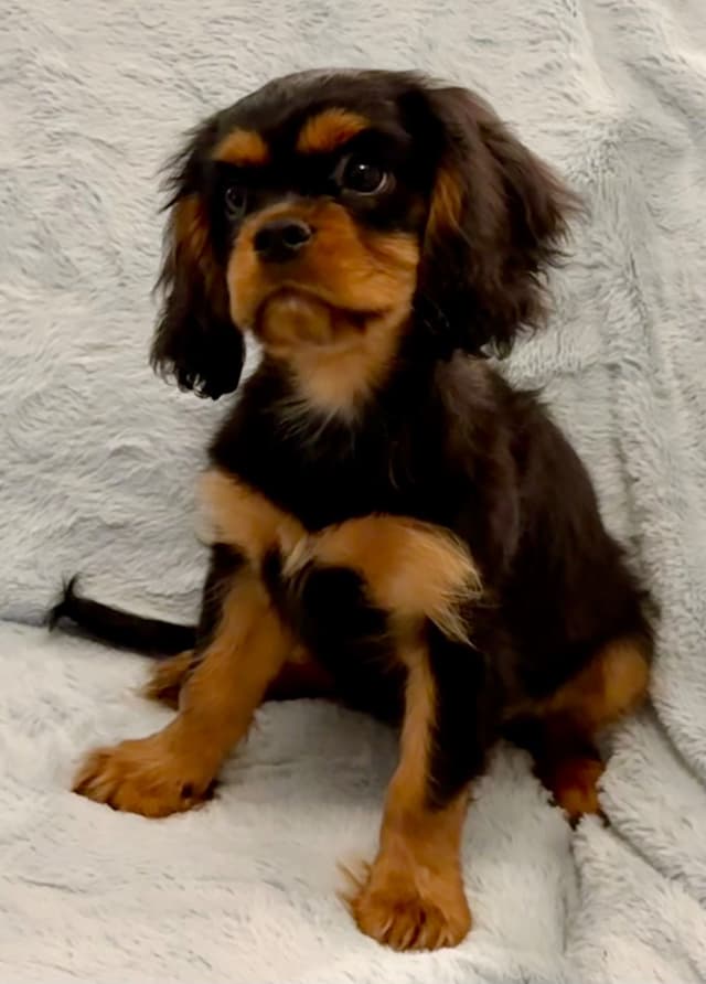 Cavalier King Charles Spaniel Puppies media 3