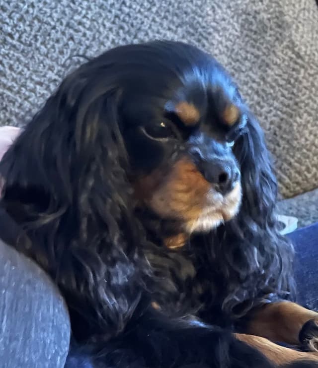 Cavalier King Charles Spaniel Puppies media 6