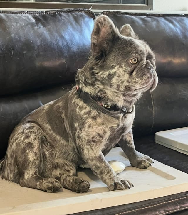 French Bulldog Puppies Fluffy media 3