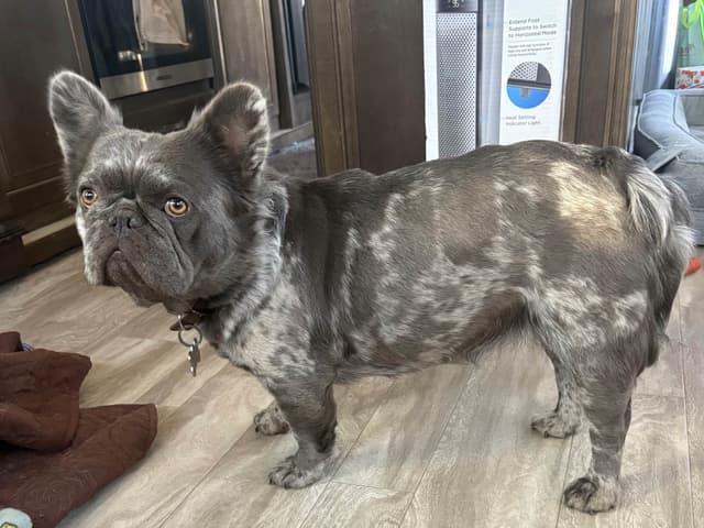 French Bulldog Puppies Fluffy media 5