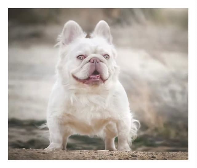 French Bulldog Puppies Fluffy media 4