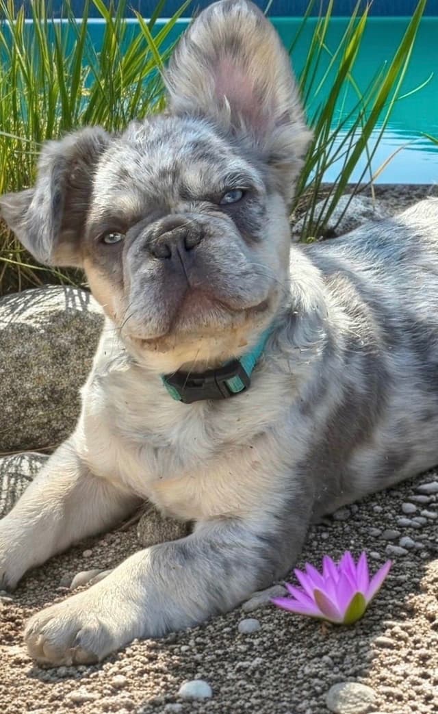 French Bulldog Puppies Fluffy media 10