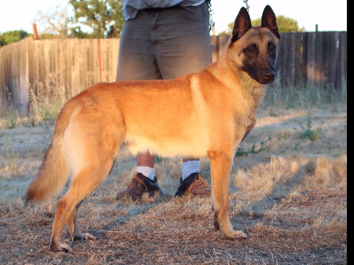 Belgian Malinois Puppies breeder image 1