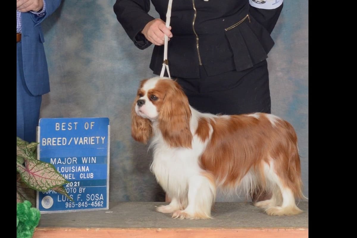 Cavalier King Charles Spaniel Puppies breeder image 1