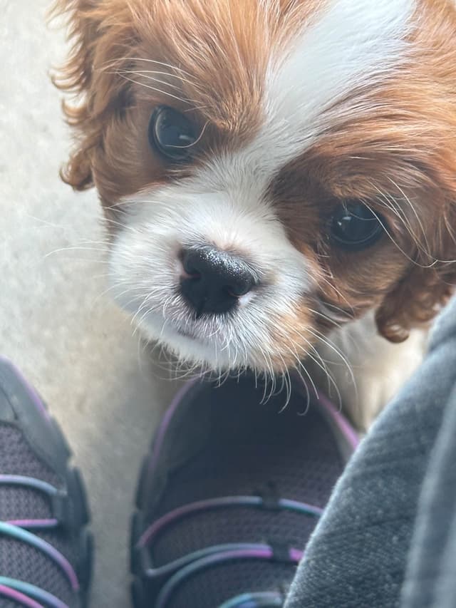 Cavalier King Charles Spaniel Puppies media 3