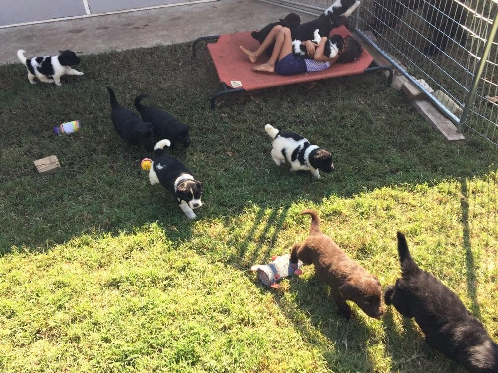 Golden Retriever SHOW Puppies breeder image 2