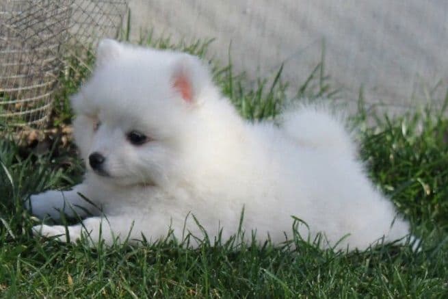 Golden Retriever SHOW Puppies breeder image 5