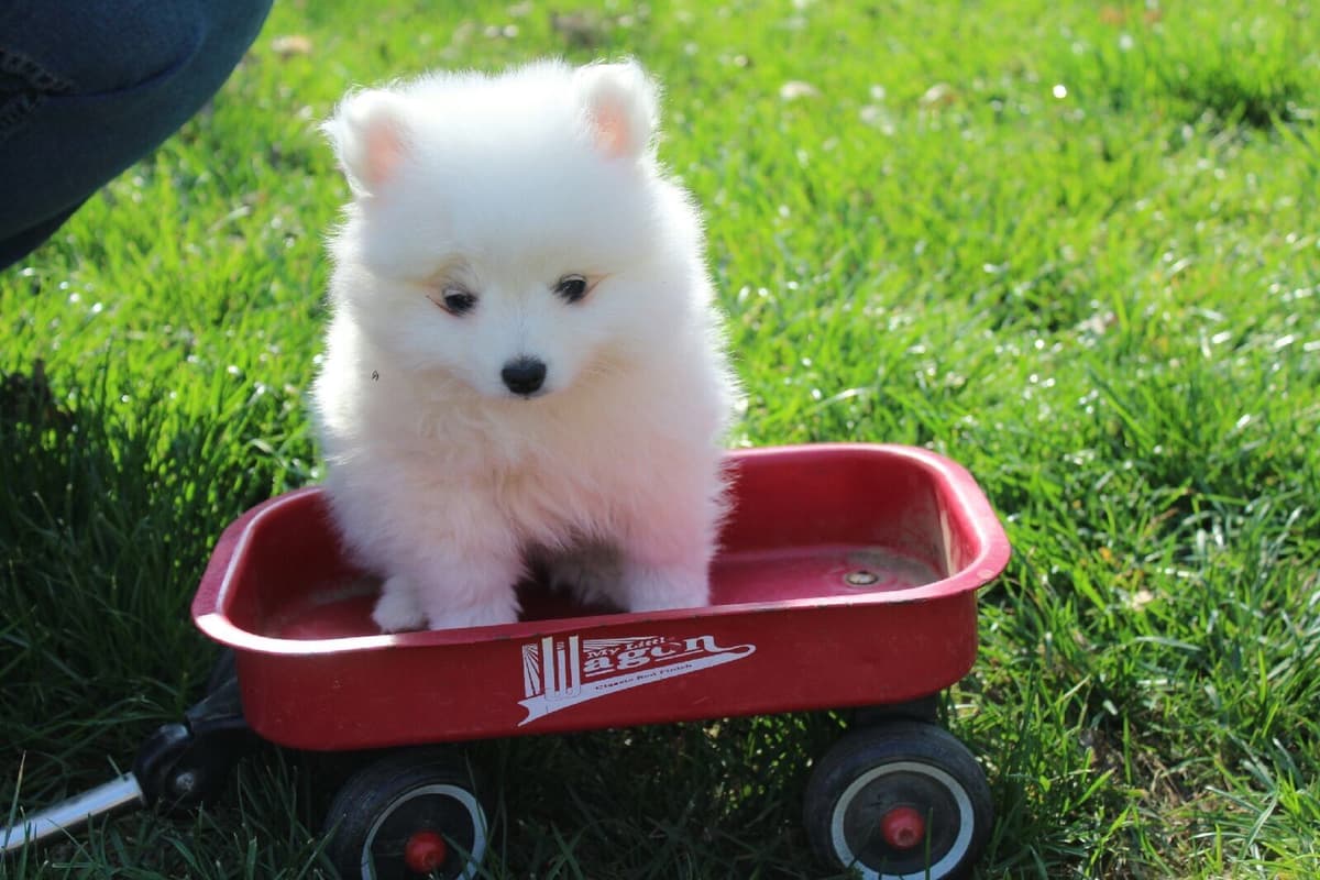 Golden Retriever SHOW Puppies breeder image 7