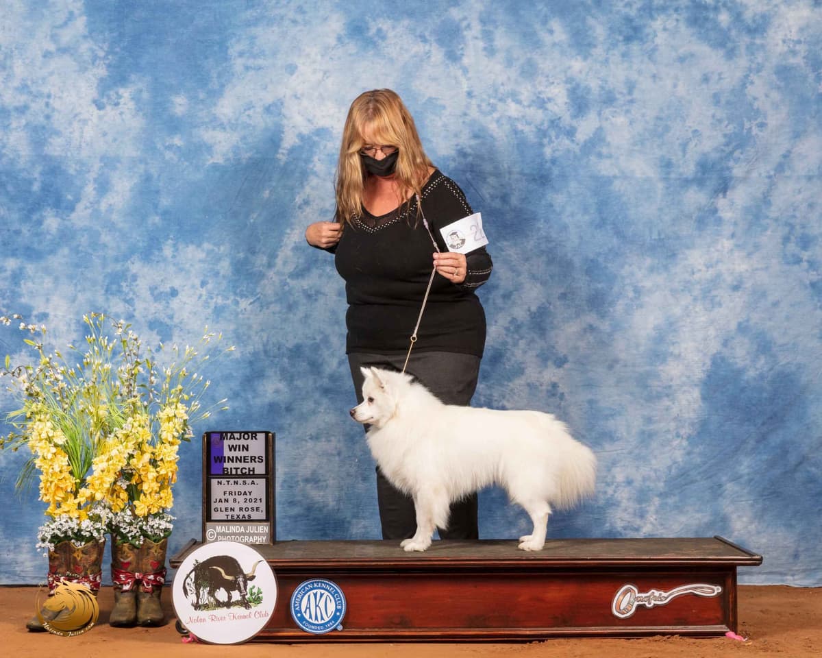 Golden Retriever SHOW Puppies breeder image 18
