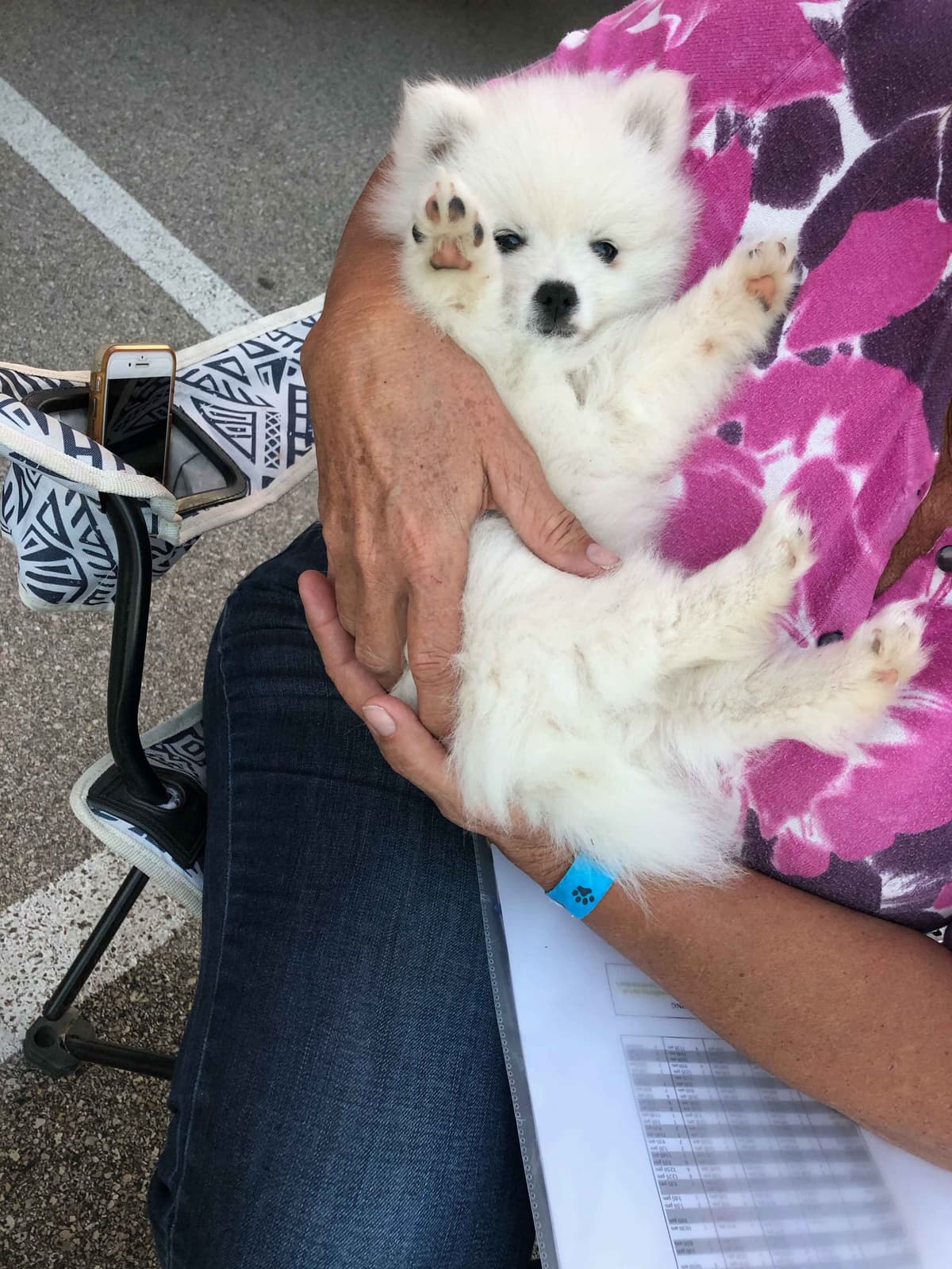 Golden Retriever SHOW Puppies breeder image 19