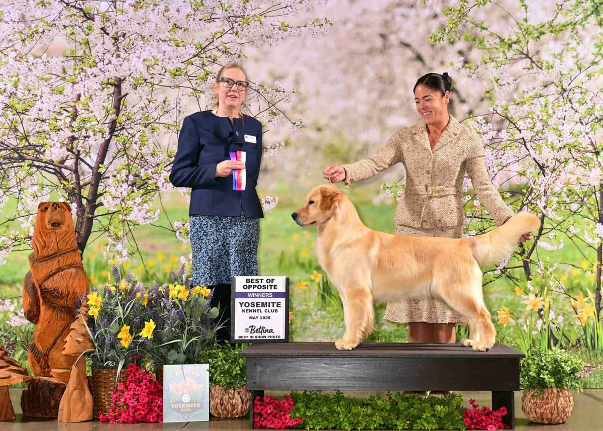 Golden Retriever SHOW Puppies breeder image 20