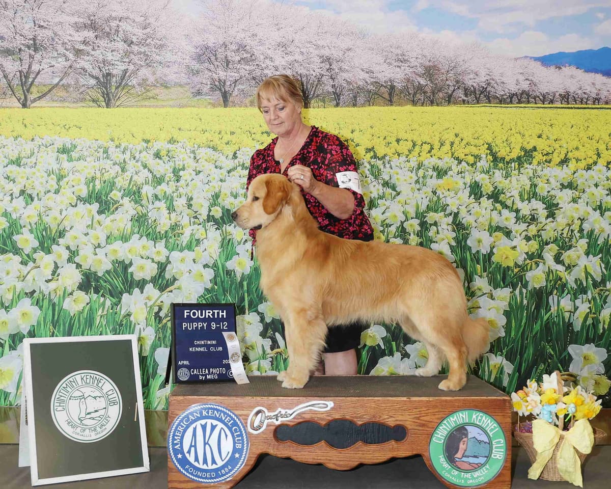 Golden Retriever SHOW Puppies breeder image 21