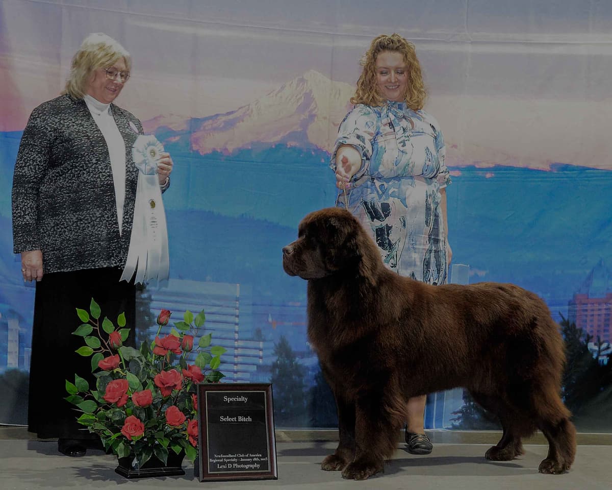 Golden Retriever SHOW Puppies breeder image 24