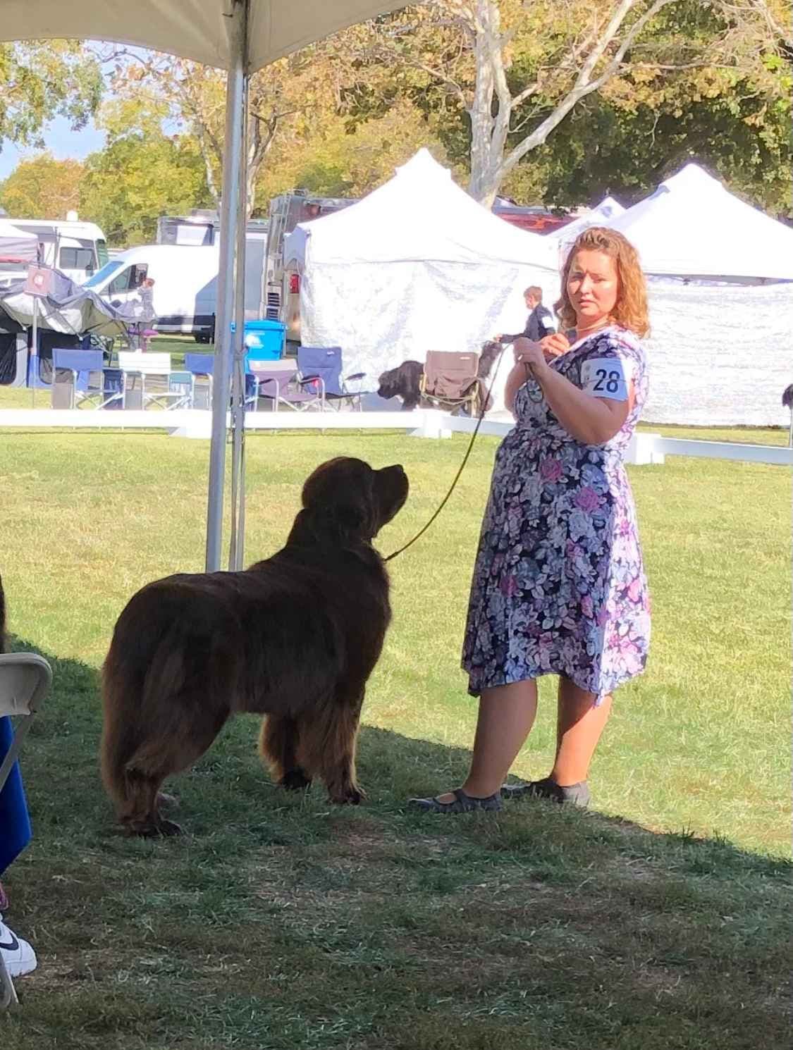 Golden Retriever SHOW Puppies breeder image 25