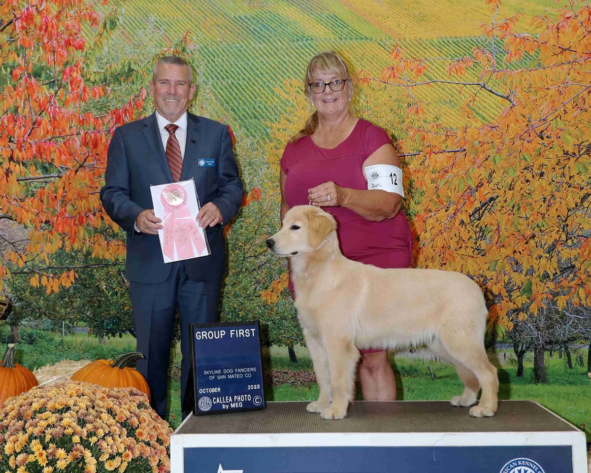 Golden Retriever SHOW Puppies breeder image 27