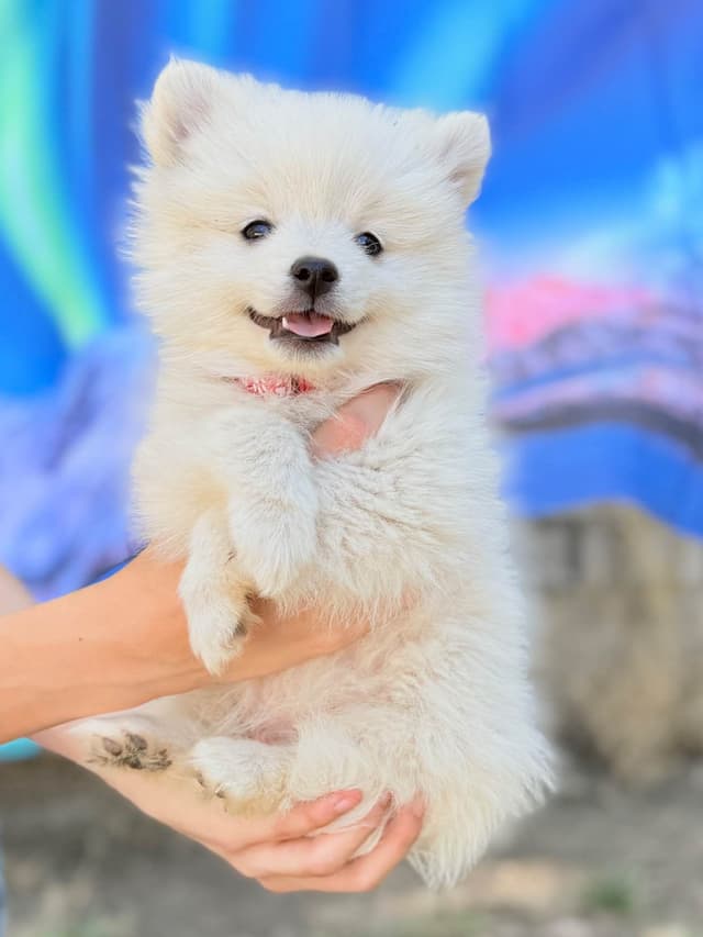American Eskimo Dog Puppies media 2