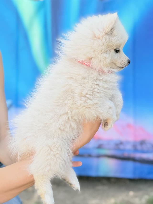 American Eskimo Dog Puppies media 3