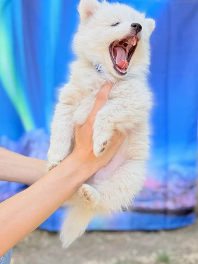 American Eskimo Dog Puppies media 4