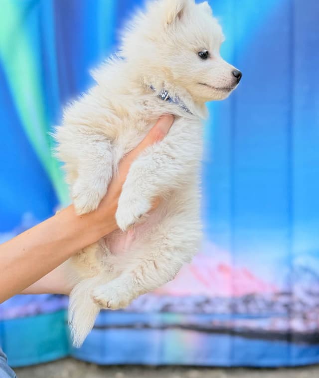 American Eskimo Dog Puppies media 5
