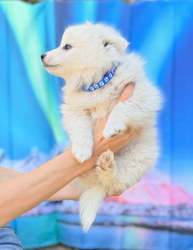 American Eskimo Dog Puppies media 6