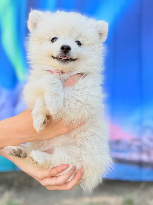 American Eskimo Dog Puppies media 7