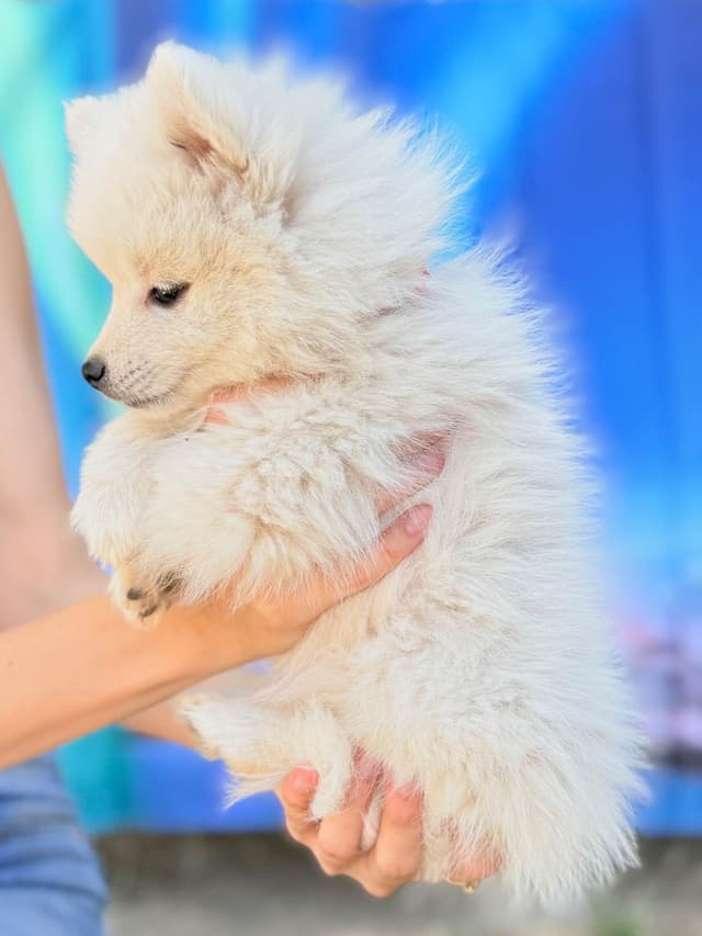American Eskimo Dog Puppies media 8