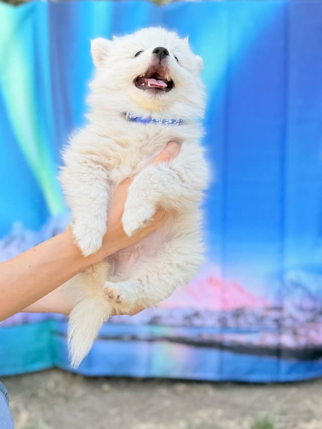 American Eskimo Dog Puppies media 9