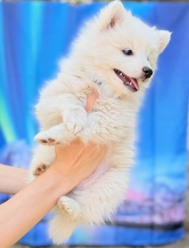 American Eskimo Dog Puppies media 10