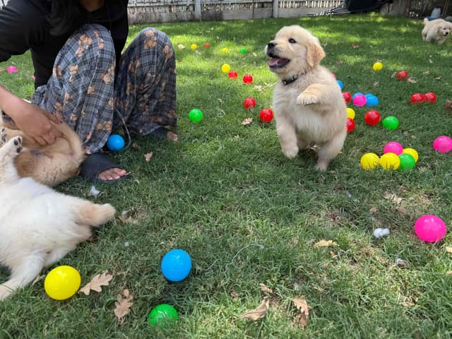 Golden Retriever SHOW Puppies media 2