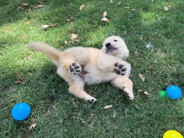 Golden Retriever SHOW Puppies media 3