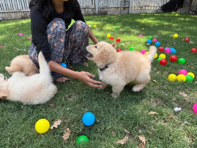 Golden Retriever SHOW Puppies media 4