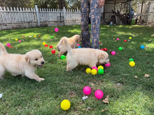Golden Retriever SHOW Puppies media 5