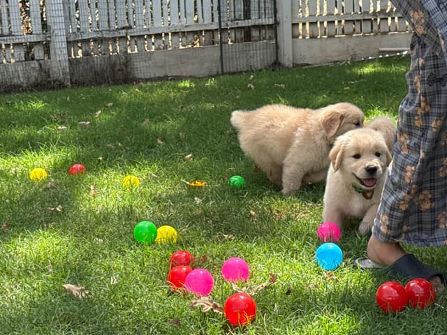 Golden Retriever SHOW Puppies media 6