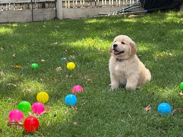 Golden Retriever SHOW Puppies media 7