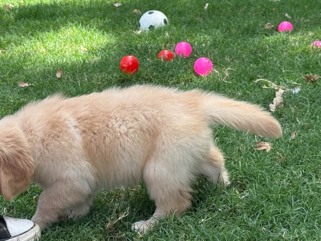 Golden Retriever SHOW Puppies media 8