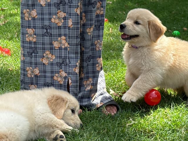 Golden Retriever SHOW Puppies media 10