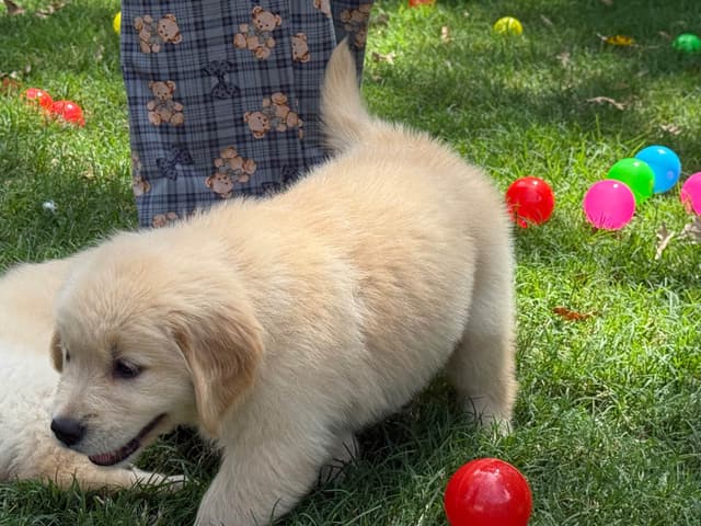 Golden Retriever SHOW Puppies media 9